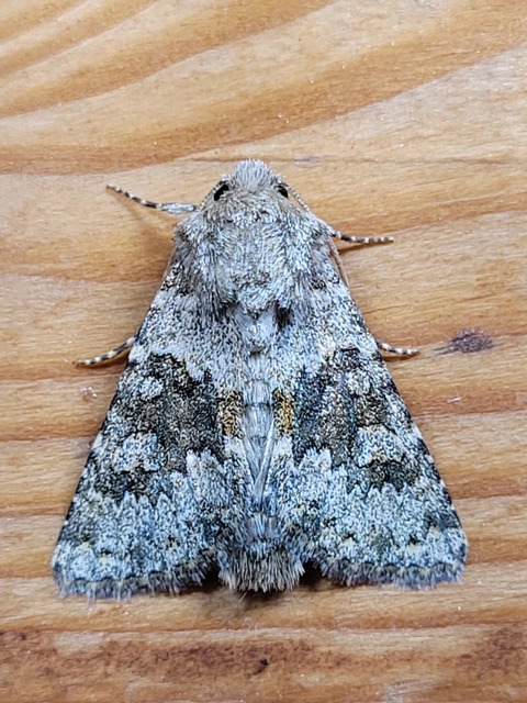 Hecatera dysodea - parajbagoly