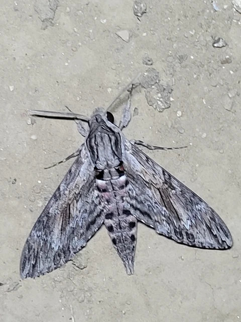 Agrius convolvuli - szulákszender