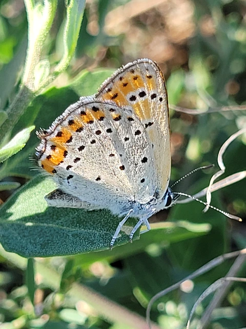 Lycaena thersamon - kis tűzlepke
