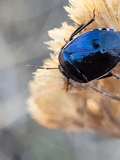 Canthophorus