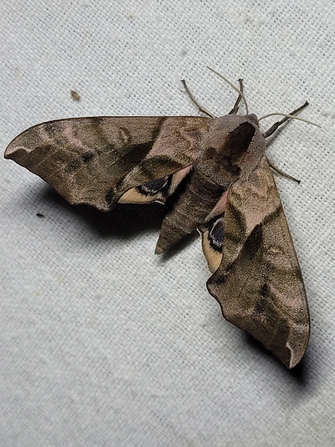 Smerinthus ocellatus - esti pávaszem