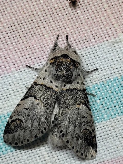 Furcula bifida - kis púposszövő