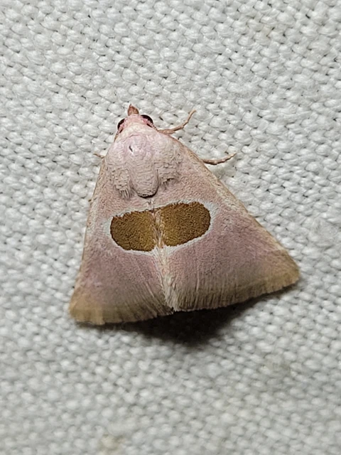 Calymma communimacula - pajzstetűfaló bagoly
