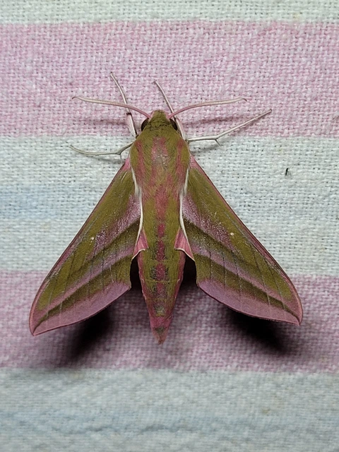 Deilephila elpenor - szőlőszender