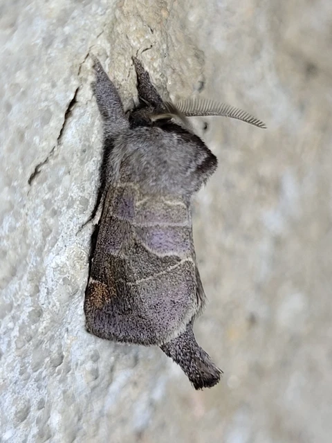 Clostera pigra - apró levélszövő