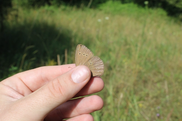 Aphantopus hyperanthus - közönséges ökörszemlepke
