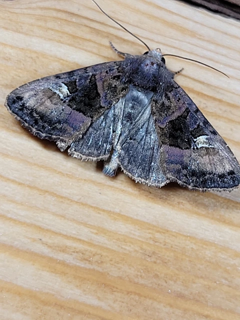Euplexia lucipara - szeder-csipkésbagoly
