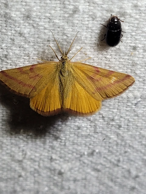 Lythria purpuraria - bíborsávos araszoló