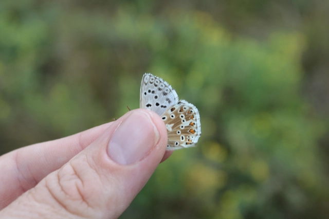 Polyommatus coridon - ezüstkék boglárka