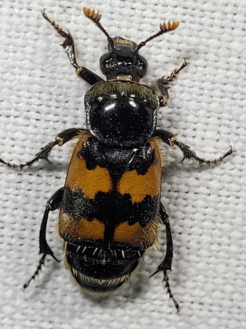 Nicrophorus vespillo - közönséges temetőbogár