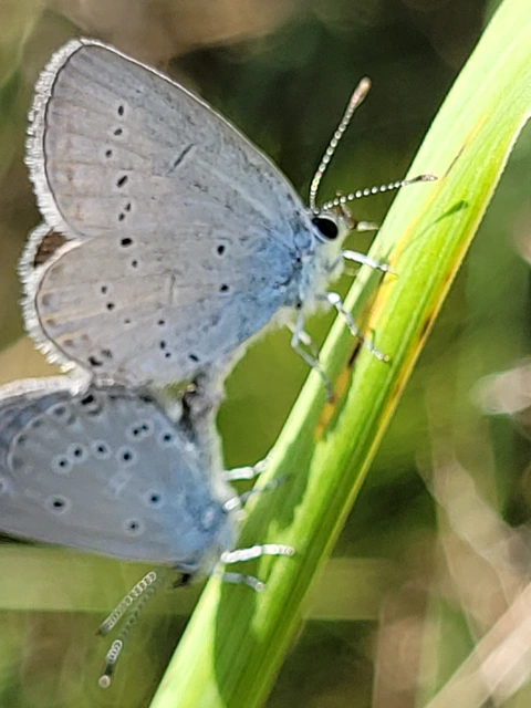 Cupido alcetas/decolorata