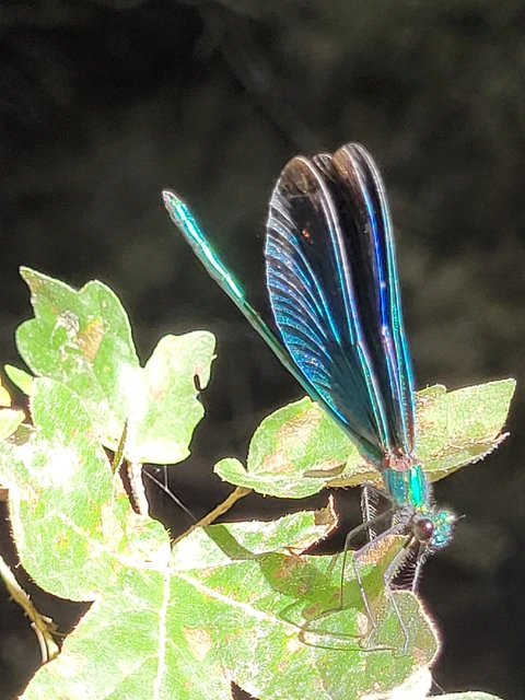 Calopteryx virgo - kisasszony-szitakötő