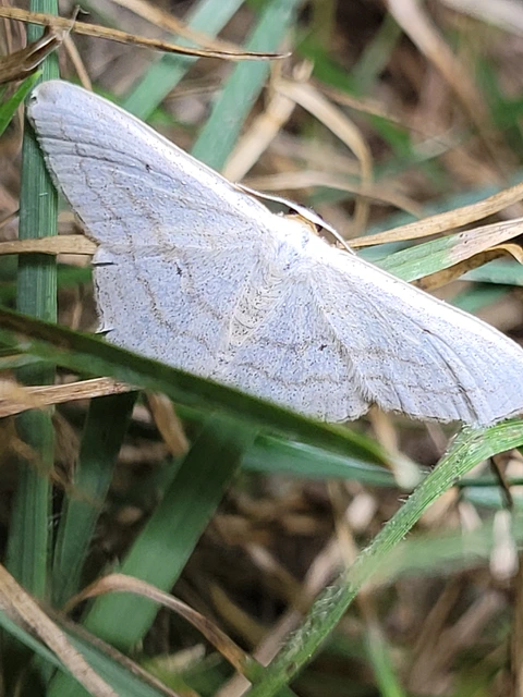 Scopula nigropunctata - feketepettyes araszoló
