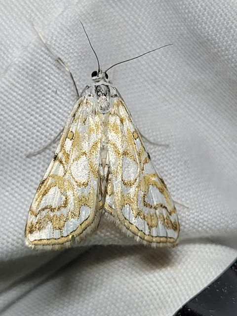 Elophila nymphaeata - tarka vízimoly