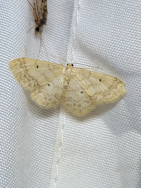 Scopula corrivalaria - lápi apróaraszoló