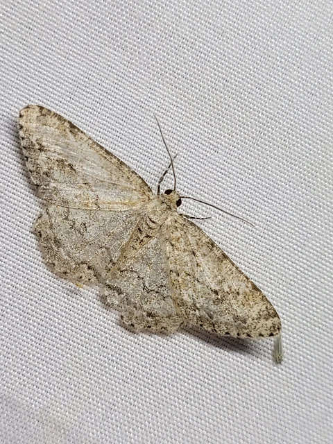 Ectropis crepuscularia - avararaszoló