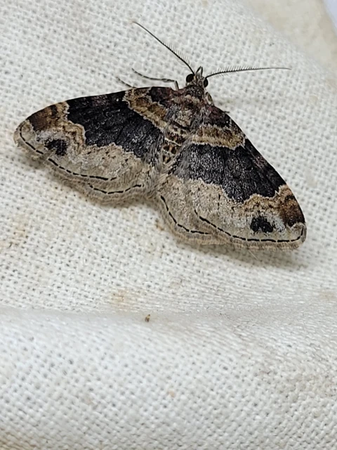 Xanthorhoe ferrugata - kerti tarkaaraszoló