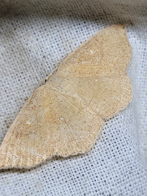 Cyclophora ruficiliaria - vörösrojtú pettyesaraszoló
