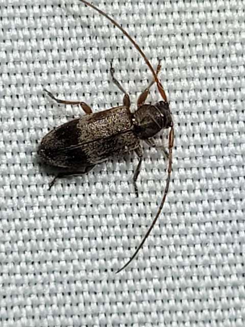 Exocentrus lusitanus - hársfa-rőzsecincér
