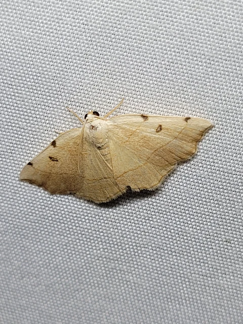 Eilicrinia trinotata - háromjegyű araszoló