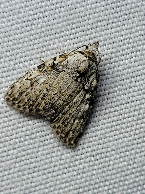 Meganola strigula - hamvas pamacsosszövő
