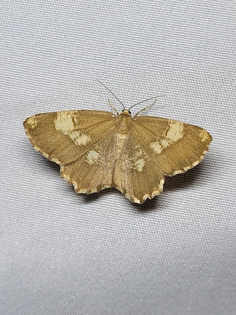 Angerona prunaria - sárga kökényaraszoló