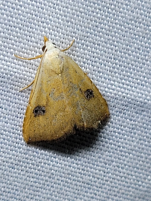 Rivula sericealis - selymes lórombagoly