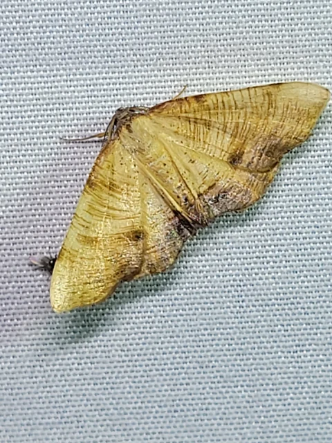 Plagodis dolabraria - baltaszárnyú araszoló