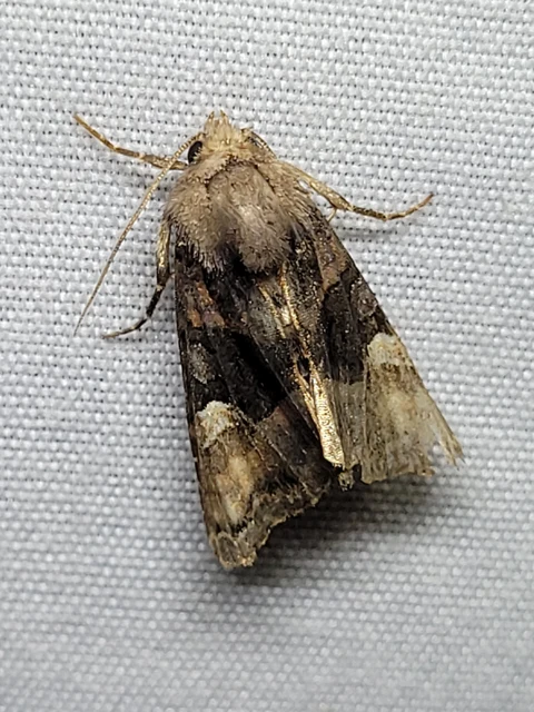 Euplexia lucipara - szeder-csipkésbagoly