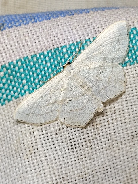 Scopula nigropunctata - feketepettyes araszoló