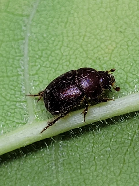 Ochodaeus chrysomeloides - alkonyati homoktúróbogár Ochodaeus chrysomeloides - alkonyati homoktúróbogár