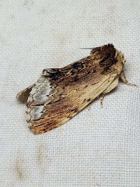 Ptilodon cucullina - csuklyás púposszövő
