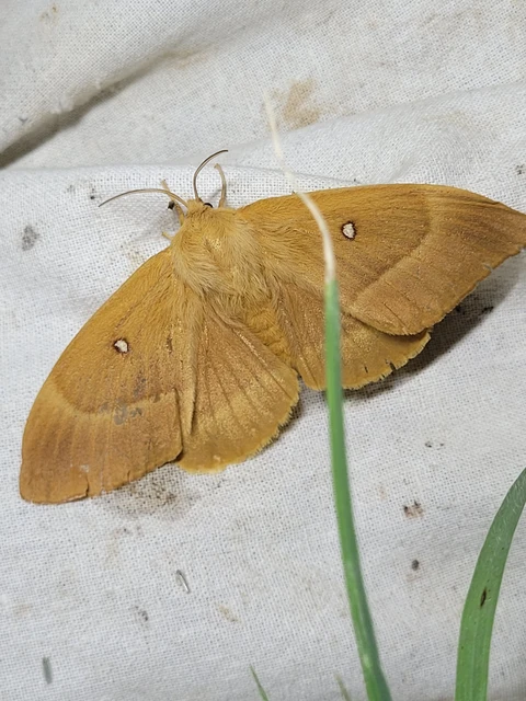 Lasiocampa quercus - tölgyfaszövő
