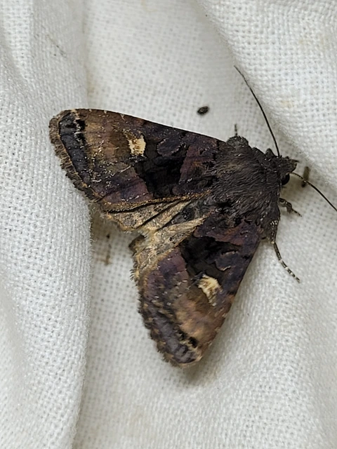 Euplexia lucipara - szeder-csipkésbagoly