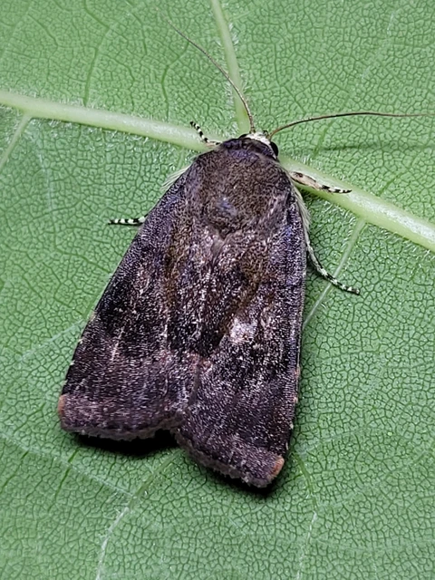 Noctua janthe/janthina