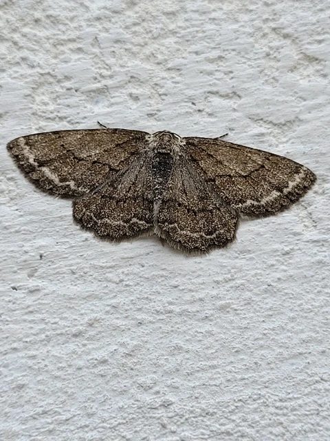 Ectropis crepuscularia - avararaszoló