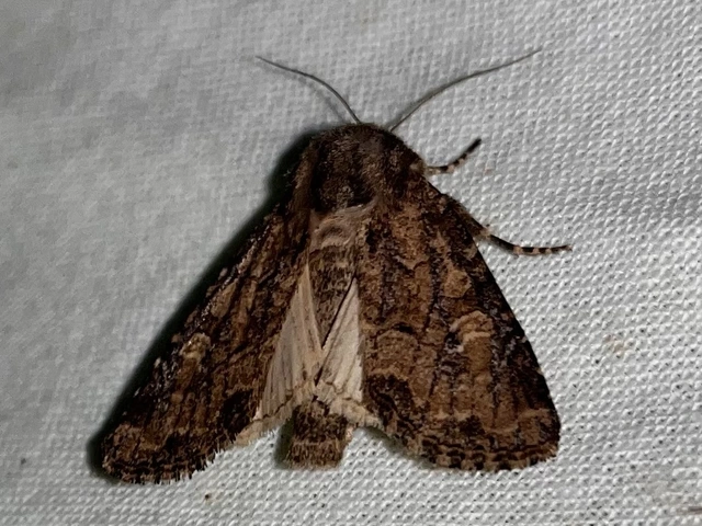 Luperina testacea - barnás szürkebagoly
