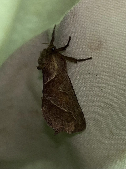 Triodia sylvina - kis gyökérrágólepke