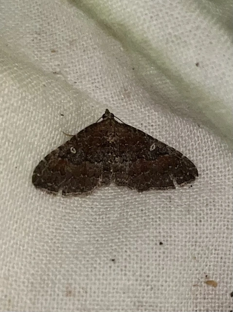 Orthonama obstipata - vándoraraszoló
