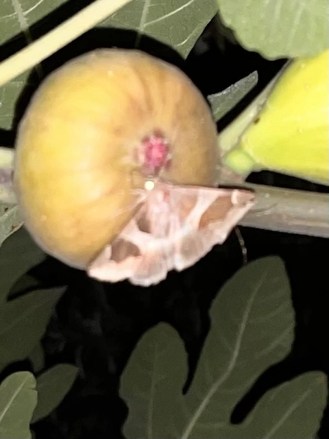 Dysgonia algira - déli porcelánbagoly
