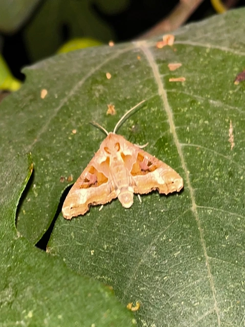 Phlogophora meticulosa - vándorló csipkésbagoly