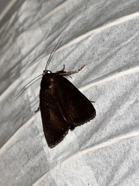 Amphipyra livida - zsírfényű bagoly