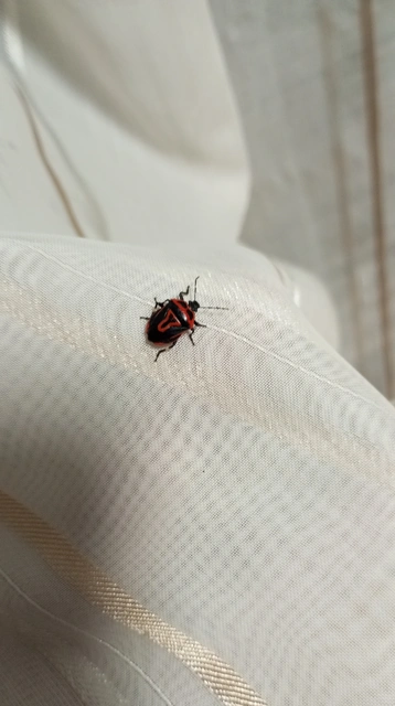 Perillus bioculatus