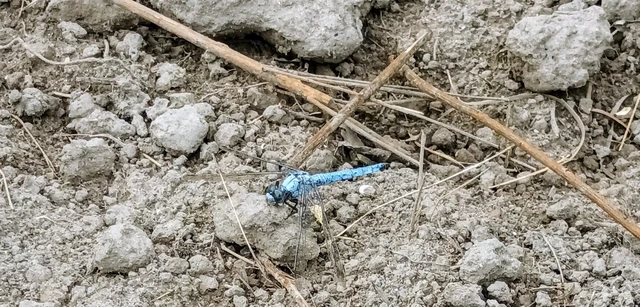 Orthetrum brunneum - pataki pásztorszitakötő