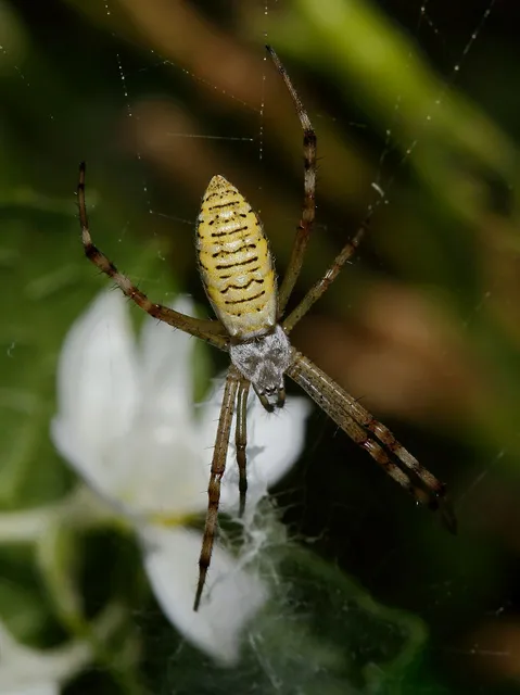 Argiope bruennichi - darázspók