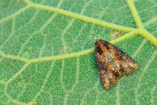 Mesapamea secalella/secalis