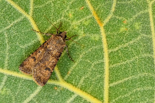 Agrotis segetum - vetési földibagoly