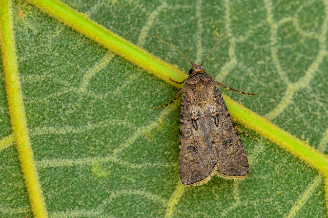 Agrotis segetum - vetési földibagoly