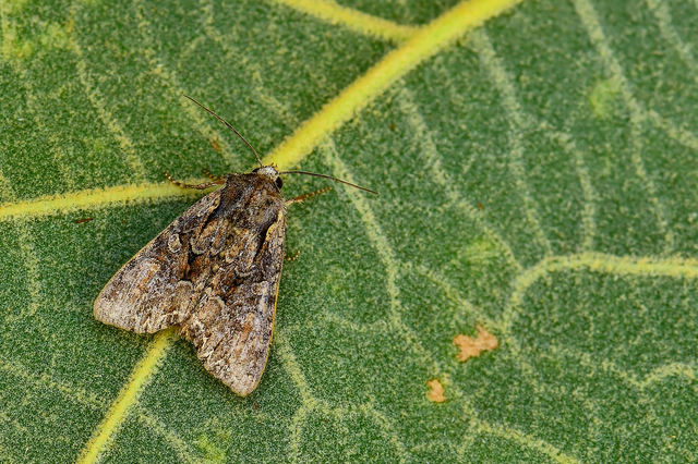 Lacanobia thalassina - borbolya-kertibagoly