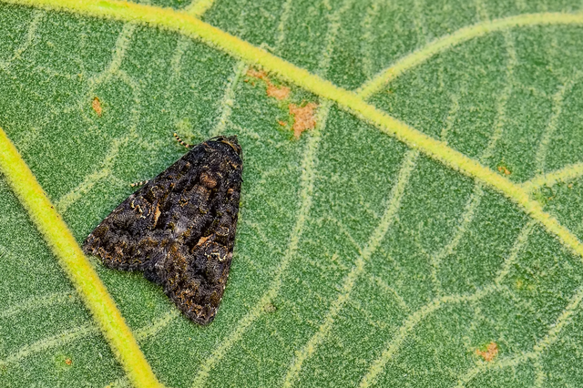 Anophia leucomelas - déli folyófűbagoly